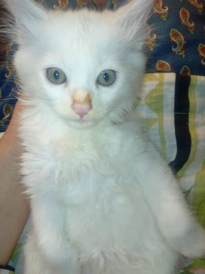 Having cats are blessing