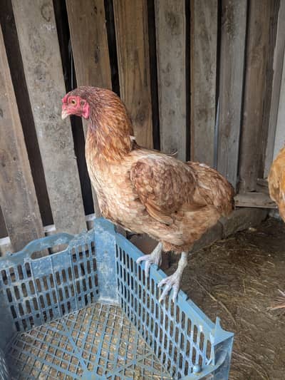 Aseel hens for sale