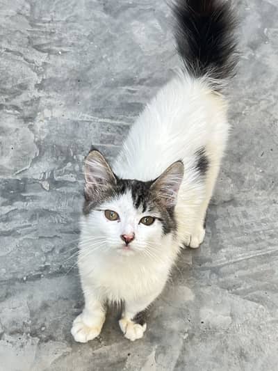 Jo care kare Wahi rabta kare mashallah se healthy kitten