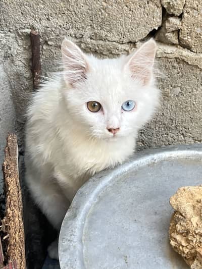 Double coated kitten he 4month age