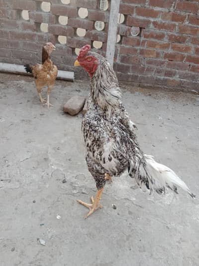 shamoo cocko breed chicks 4 sale
