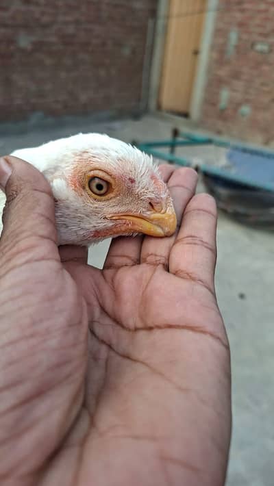 indian parrot beak | long tail  female | parrot Beak hen for sale