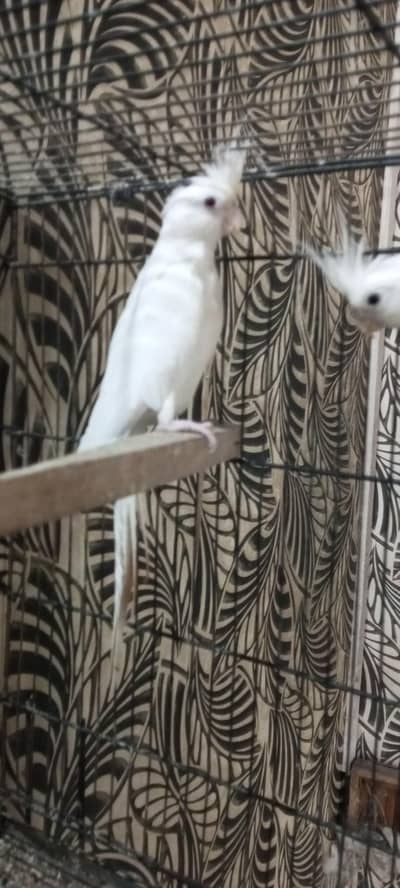 cockatiel breeder pair for sale All oky