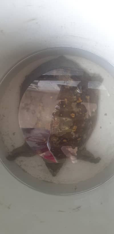 TURTLE  FOR SALE CONTACT NO . 03180039211