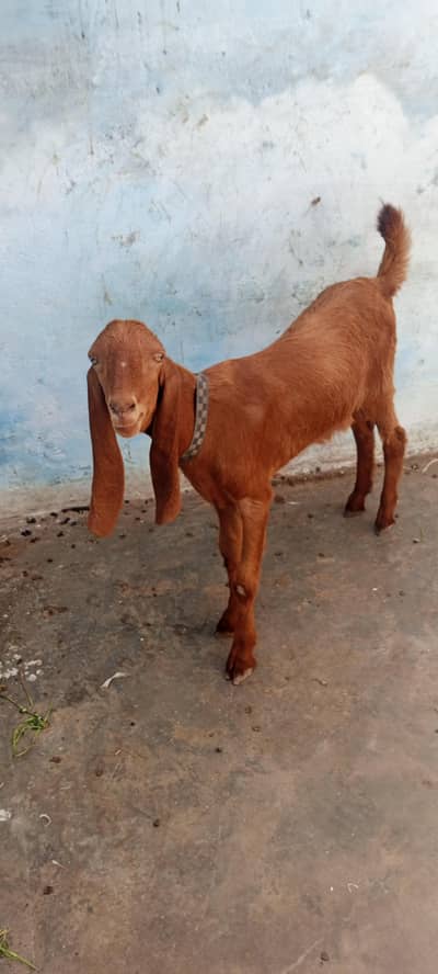 bakra urgent sale