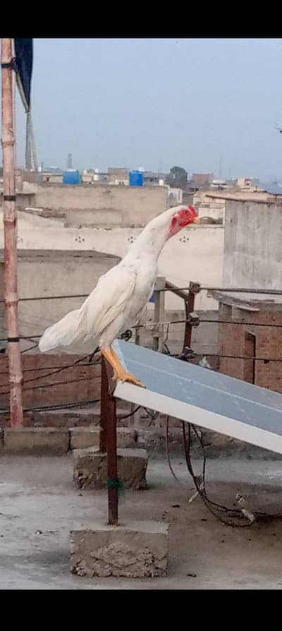 white aseel for sale