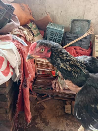 Aseel phatta for sale