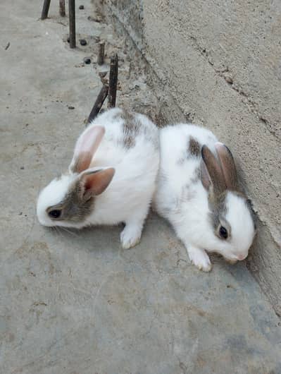 all piar for sale total 4 piar hn