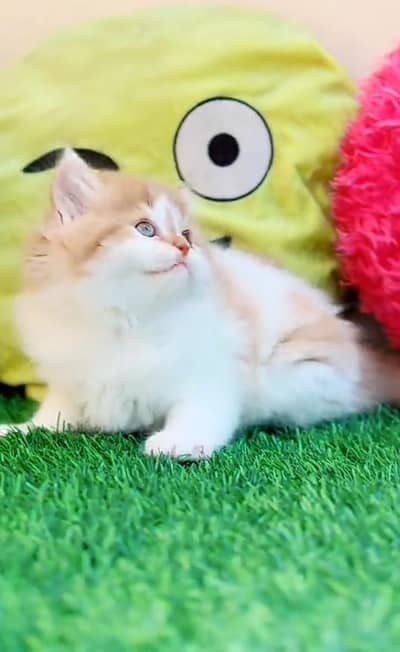 Persian *  Kittens for Sale may WhatsApp 03493839133