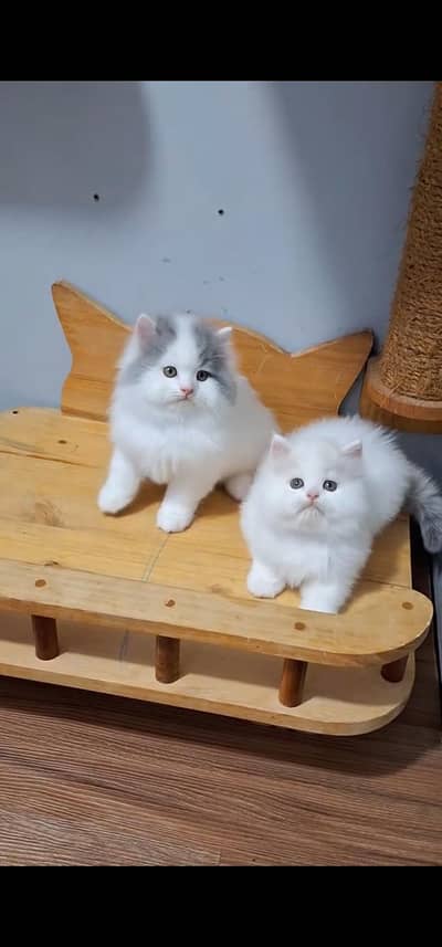 Quality Persian Punch face cat & kitten is 03233614642 WhatsApp