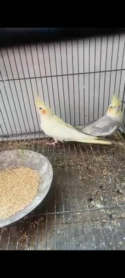 cocktail breeder pair