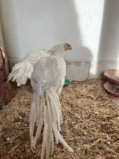 Indian parrot beak longtail aseel pair