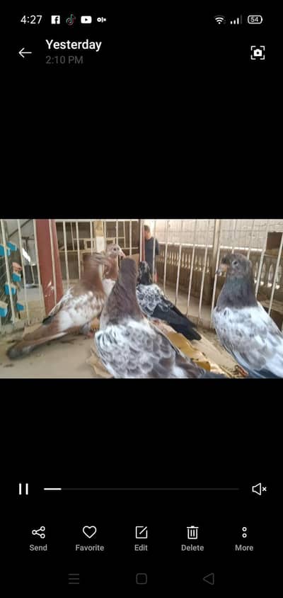 homers and Amber seray cks