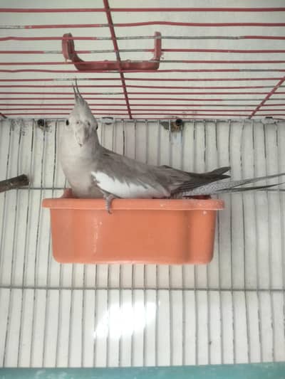 2 pairs of cockatiel bird and one single cockatiel