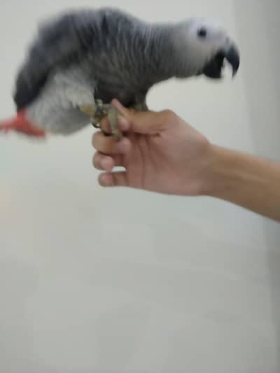 grey parrot / raw Pahari/ yellow ringneck/ macaw/sunconure