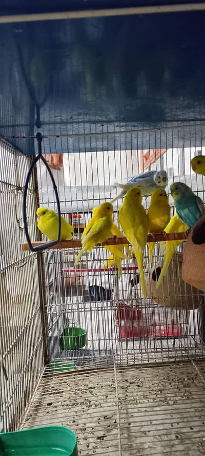 budgies colony