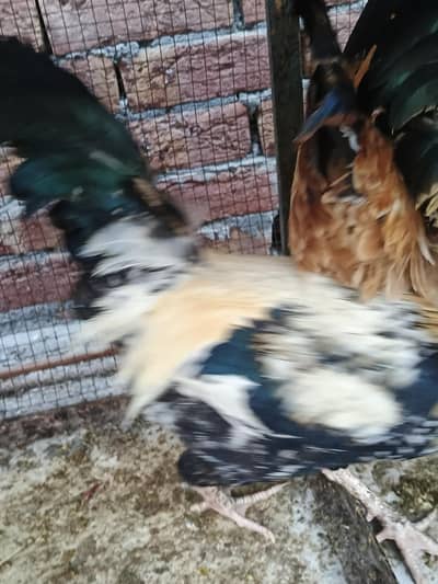 4 mirgay 1 murgi for sale