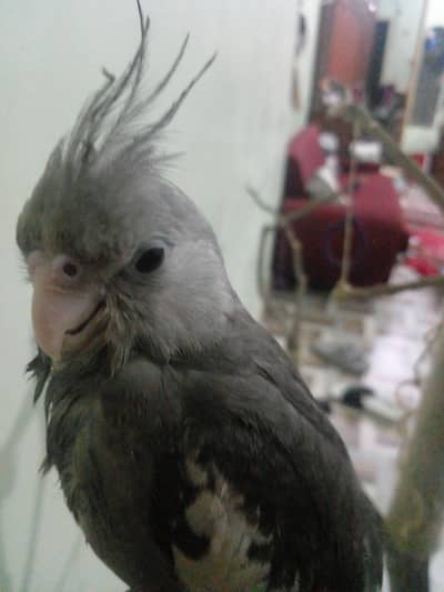 beautiful cockatiel chicks handtamed