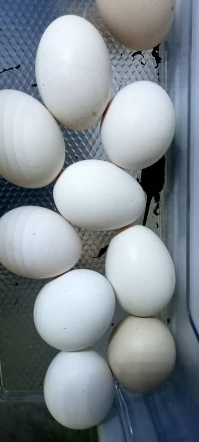 9 fertile eggs of white aseel and 8 fertile eggs of miawali aseem