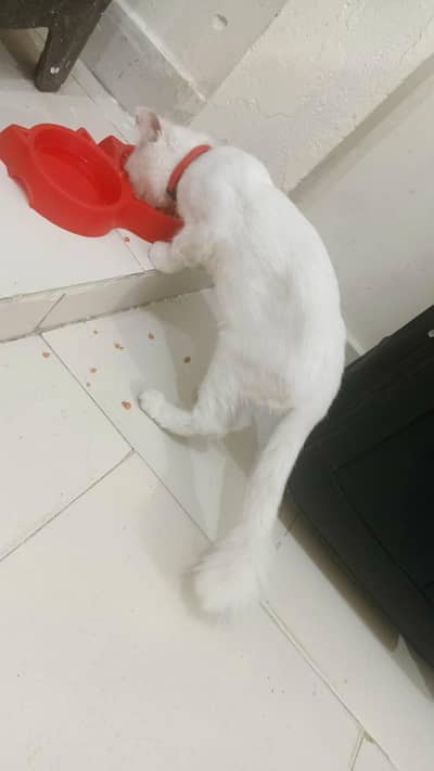Healthy Male cat available for Breeding (Stud Service)