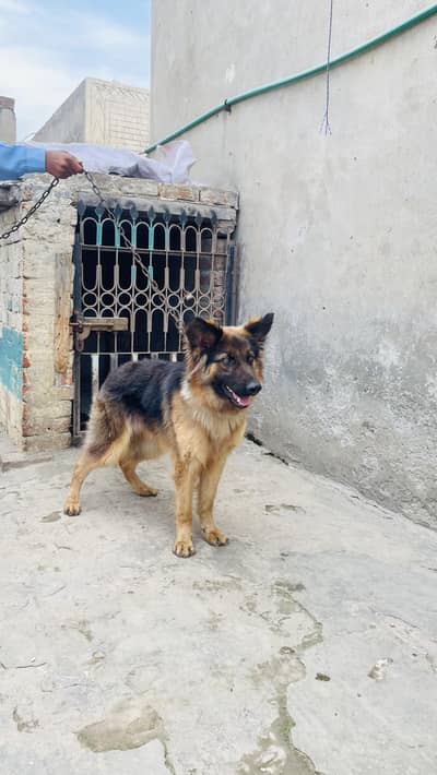 Long Coat German Shepherd