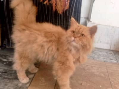 Persian doll face cat for sale in Chichawatni