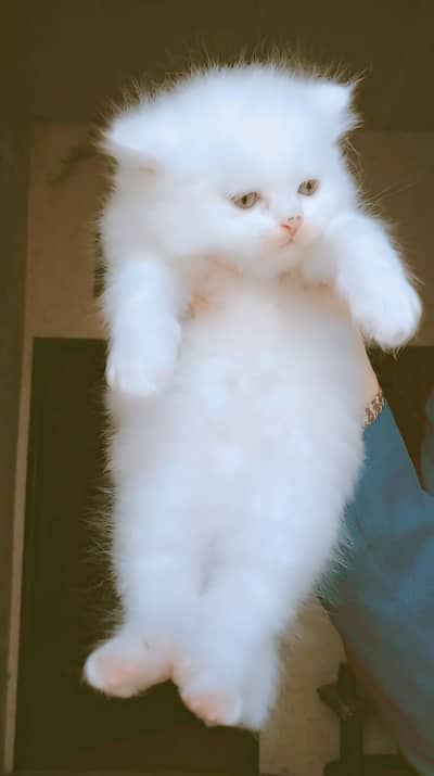 Triple coated pure white what's app : 0302_6247572