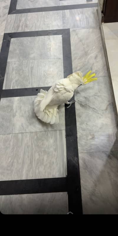 It talks and sits on your hand.