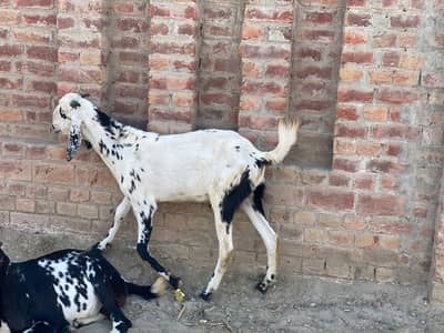 3 VIP mail got qurbani ke liye 2 dand wale