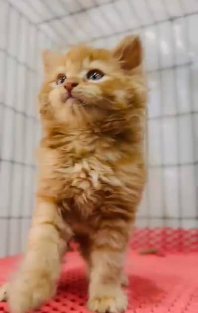 Persian *  Kittens for Sale may WhatsApp 03493839133