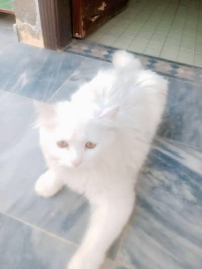 Russian cats color White