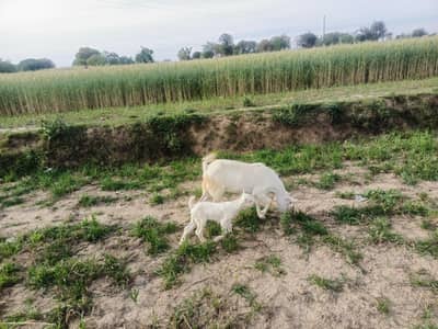 Tedi Goat with male kid