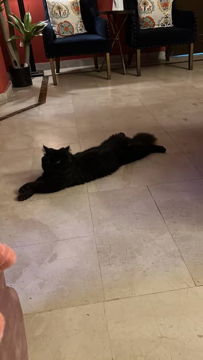 Cute Cat best playful for home