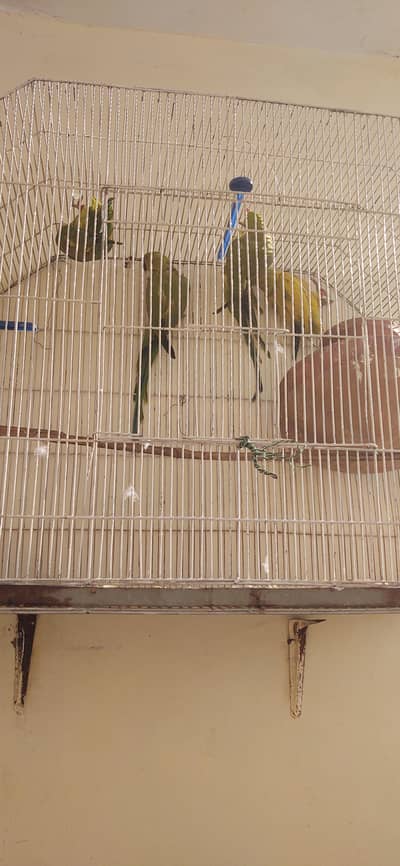 2pair active and healthy