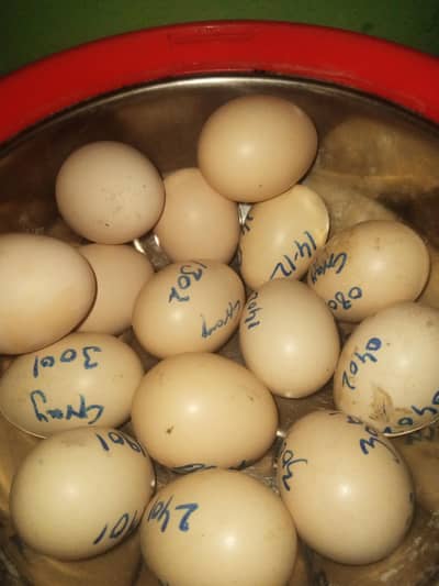 aseel mianwali   eggs mushka pilla and Heera breed