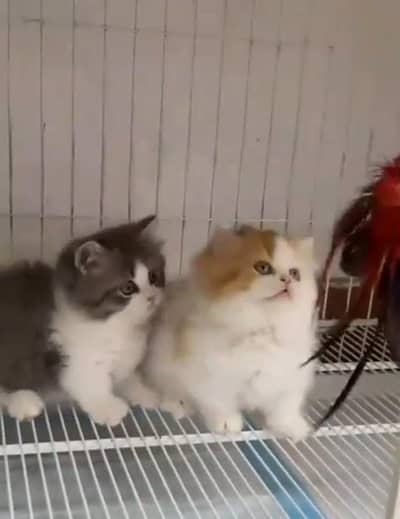 Persian *  Kittens for Sale may WhatsApp 03493839133