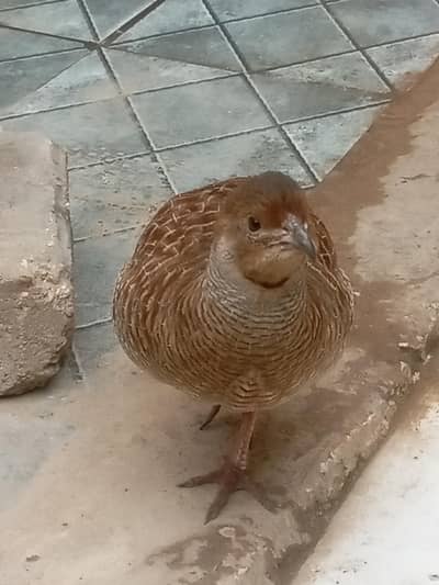 Irani teeetar for sale