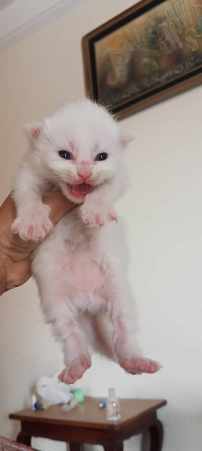 Persian kitten with long coat healthy and Playfull.