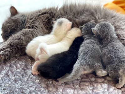 Persian kitten with long coat healthy and Playfull.