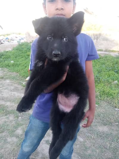 Black gsd female pup for sale