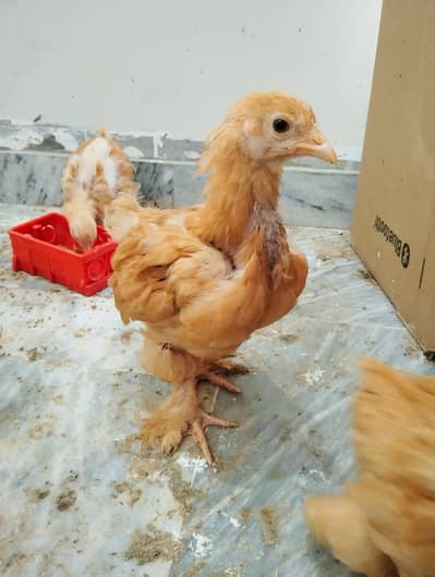 Golden heavy buff chicks