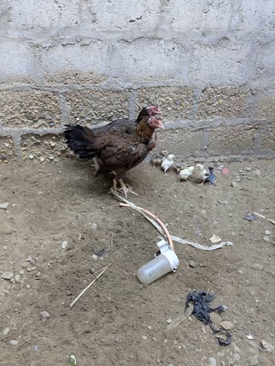 Aseel hens with chicks for sale