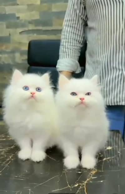 Persian *  Kittens for Sale may WhatsApp 03493839133