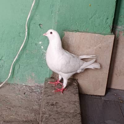 pigeon fancy king