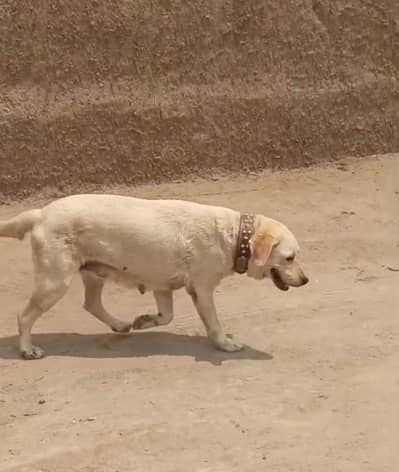 Labrador Female