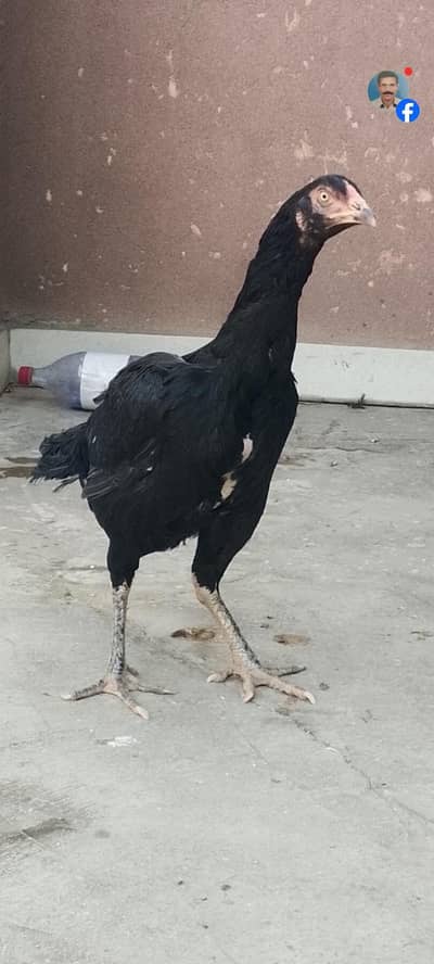 Pure Shamu Murgi And valati Cross Murga