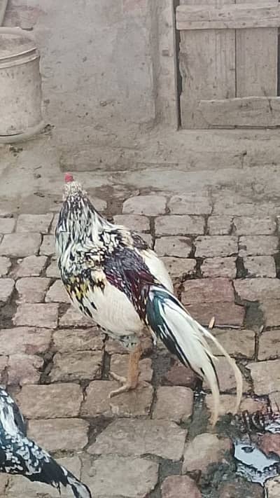 Aseel Murga fori sale