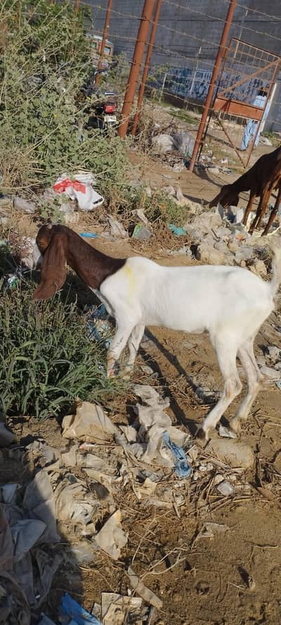 kamori nasal se cors hai