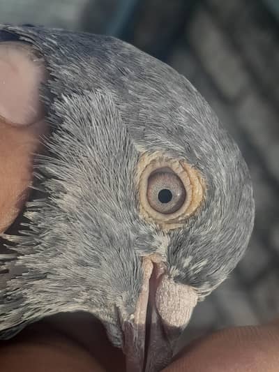 High flyer kabutar   home breed