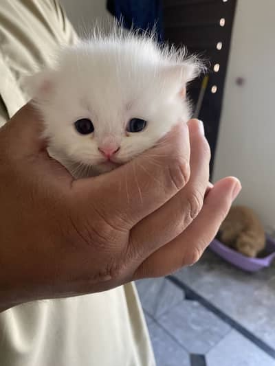 Persian cat white